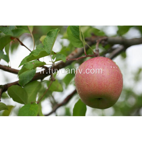 Exporter une nouvelle pomme de bonne qualité